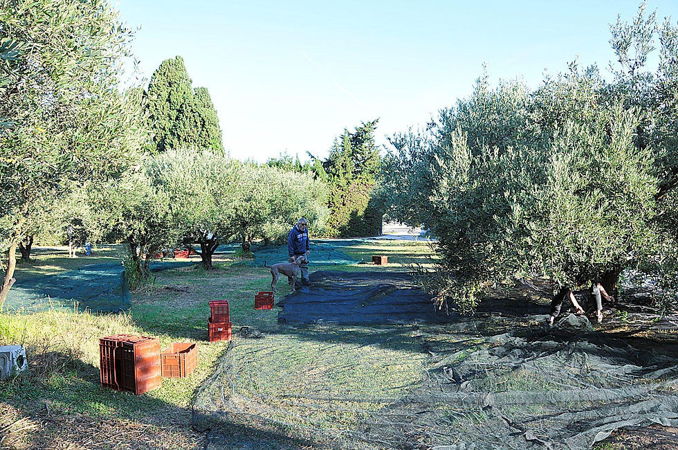 Récolte des olives à huile