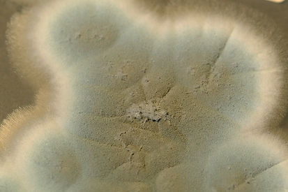 Aspergillus fumigatus colony DSCF4556 January 2019 HRA.JPG