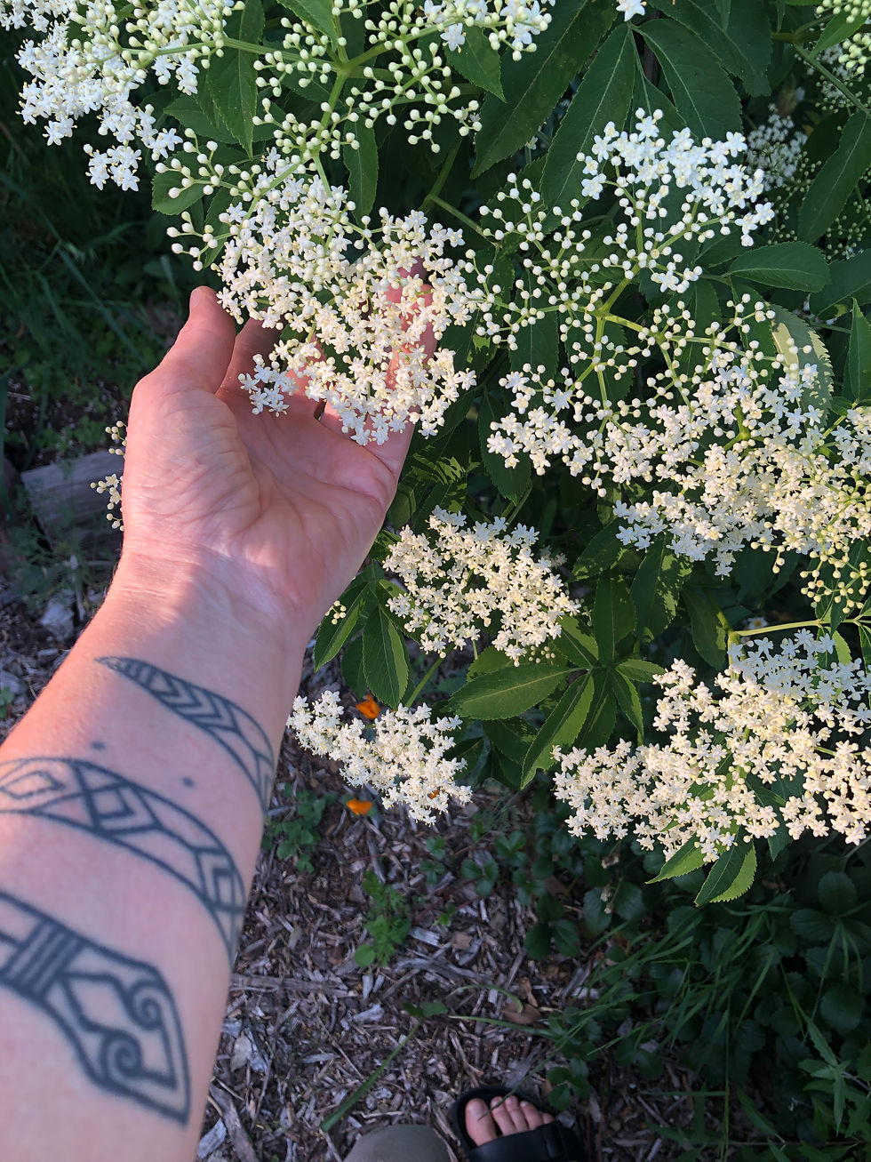 elder flower in the garden