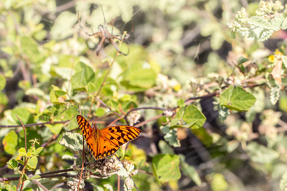 Thoughts 2022-06-27 Death Obscura