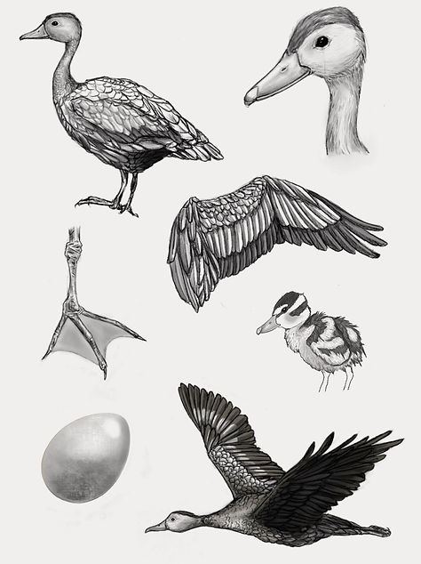 ducks.jpg