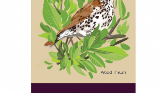 NICARAGUA WOOD THRUSH
