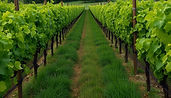 one row of a vineyard .jpg
