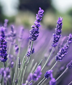 Lavender | Woolly Yak Ranch