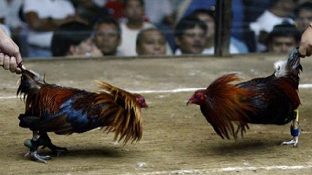 Bandar Sabung Ayam Online Terpercaya
