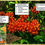 Thumbnail: Butterfly Weed - Asclepias tuberosa