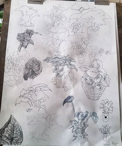 Plant Sketches