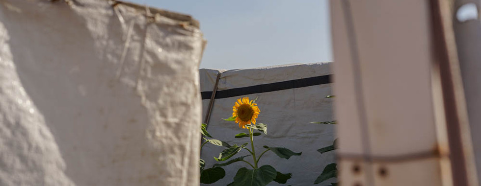 Un tournesol qui pousse au milieu des tentes. Miroir de ces Yezidis qui ont su renaître.