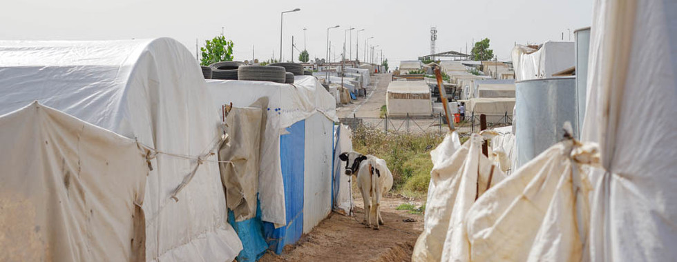 Les animaux aussi ont leur place au sein du camp. Une façon de rappeler que la vie est établie ici de manière permanente.