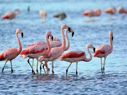 detalles rosados de la naturaleza