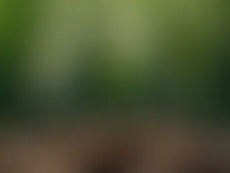 Prayer as the Seed Ground