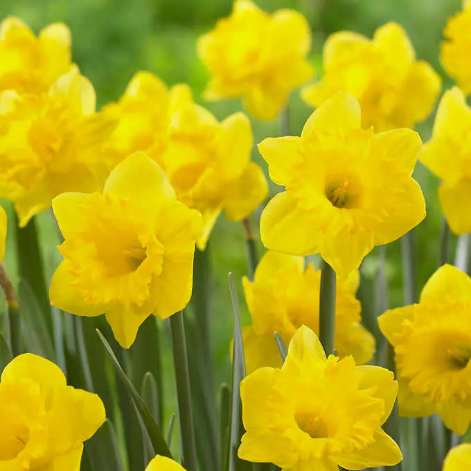 daffodils.webp