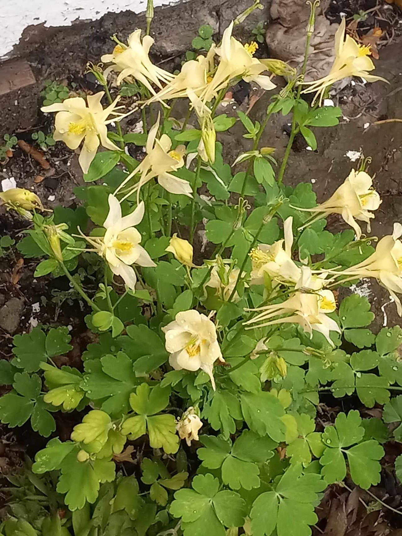 Columbine