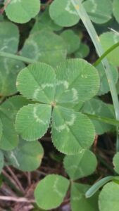4 leaf clover