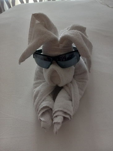 Towel Dog and the forgotten sunglasses 1