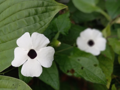Black-eyed Susan vines