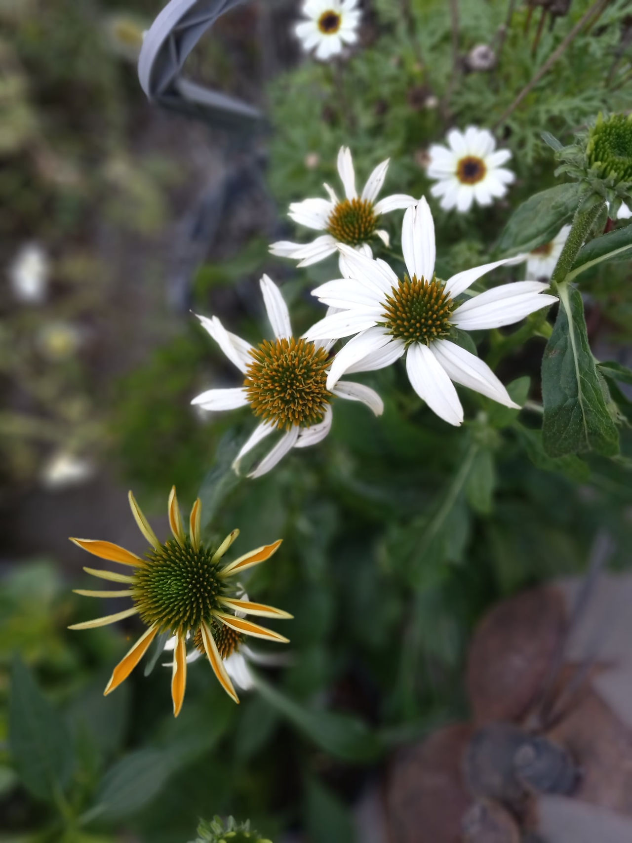 White Cone Flowers