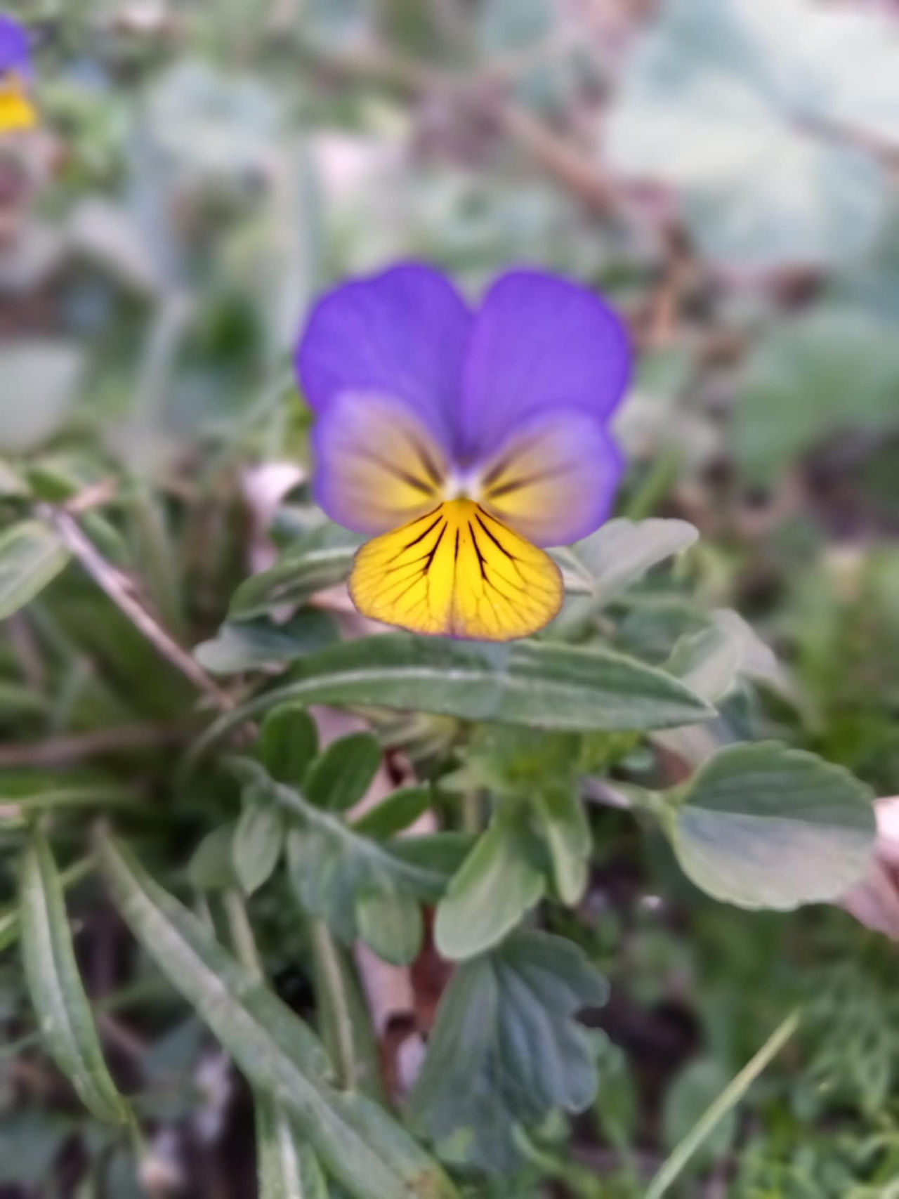 Flowers Still in Bloom 3