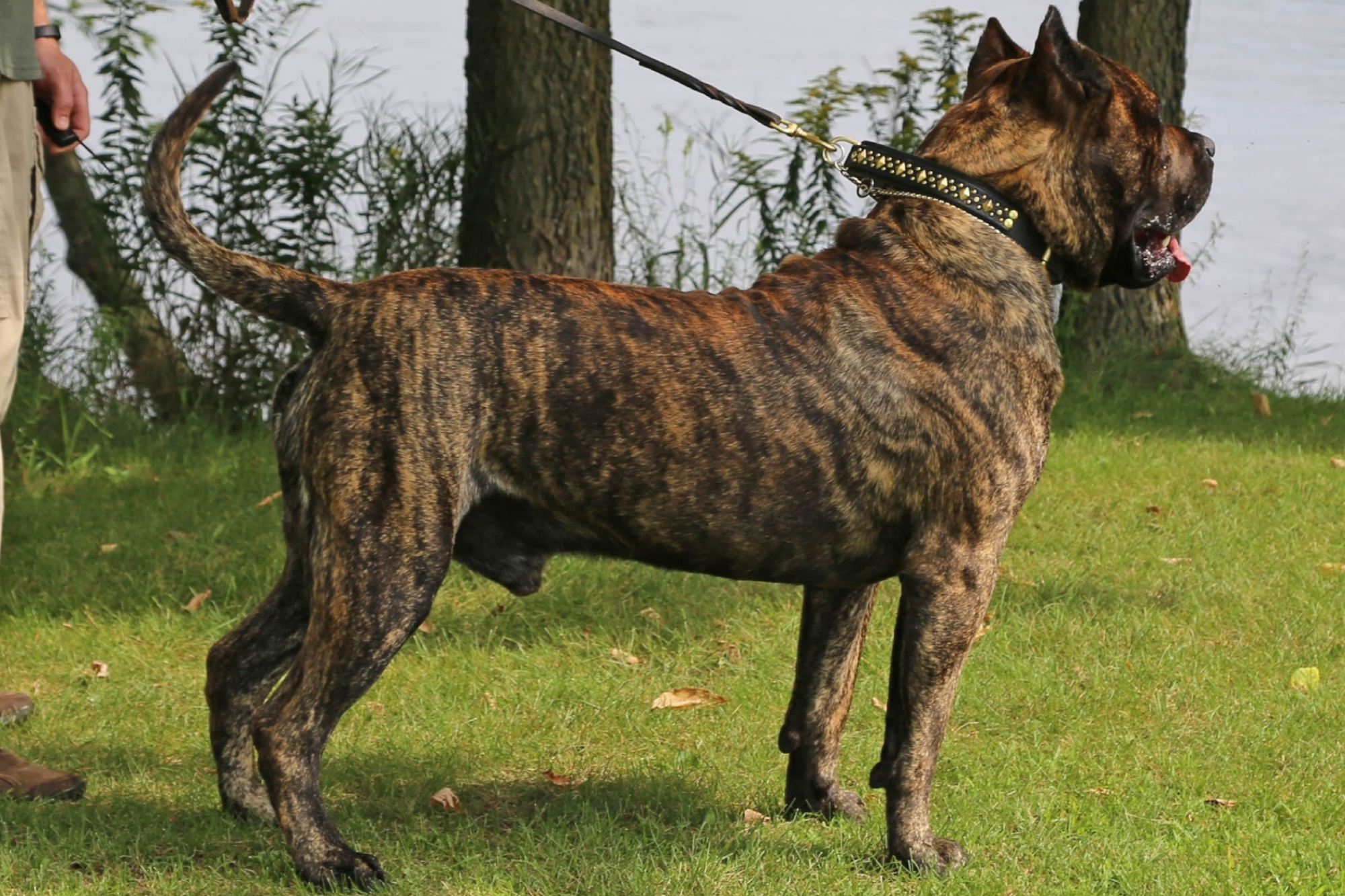 Beastmaster Kennel banner