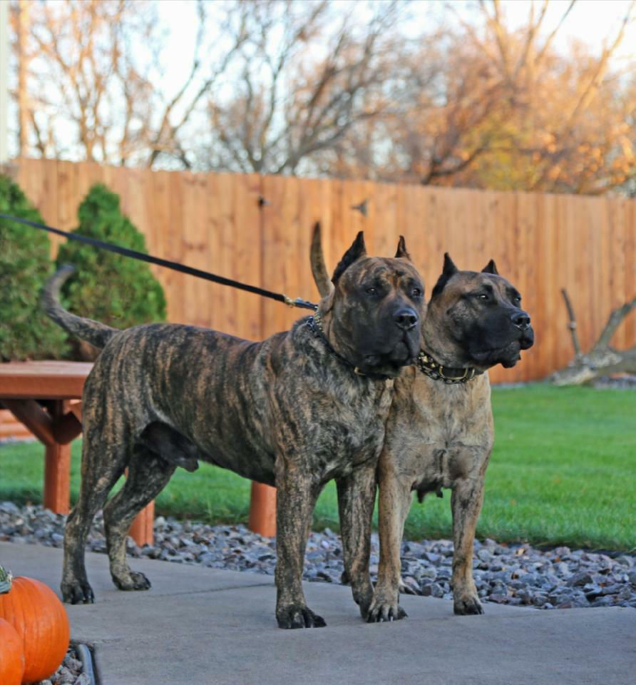 Presa Canario Tank and Luna.jpg