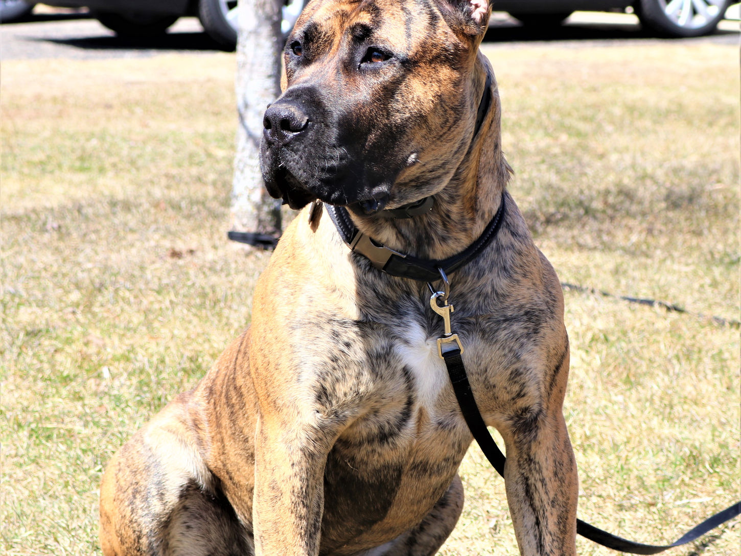 Presa Canario Dog in Field 6.jpg