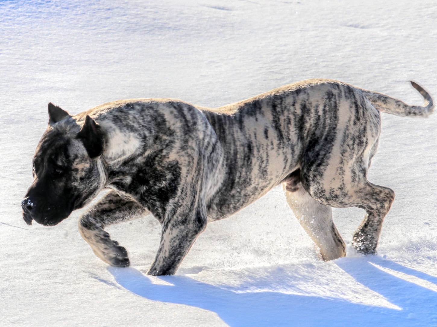 Presa Canario Dog in Snow 7.jpg