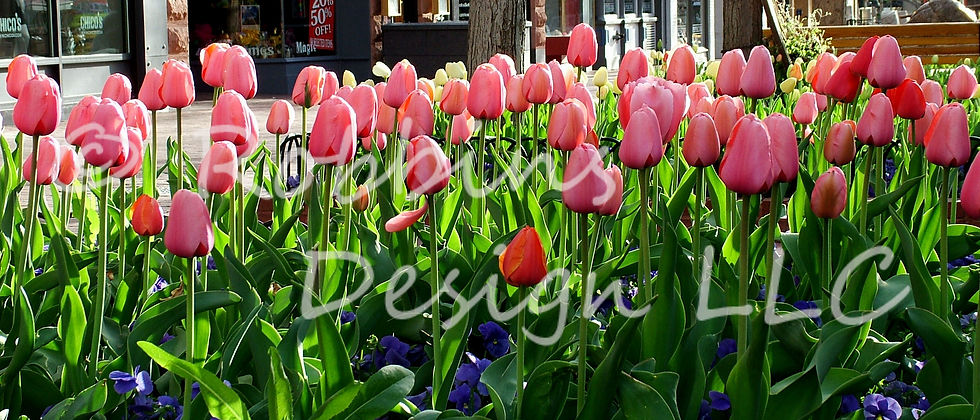 Tulips on the Mall