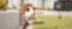 UNDOGSALTY20901.jpg