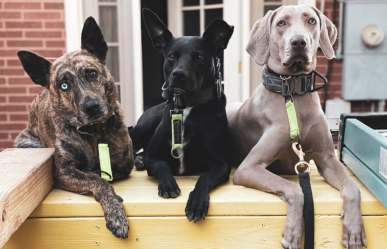 dogsbyworkhorse-banner-3.jpg