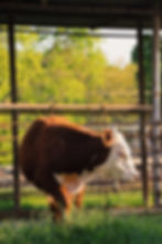 grazing cow on family farm