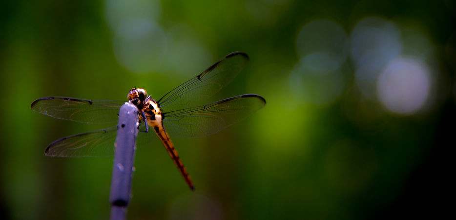 Dragonfly