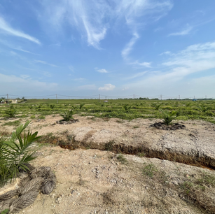 Oil Palm Plantation
