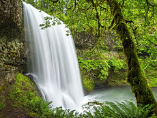 Silver Falls St PK Tree 1200.jpg