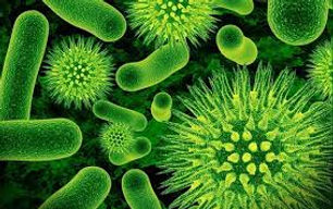 microbes