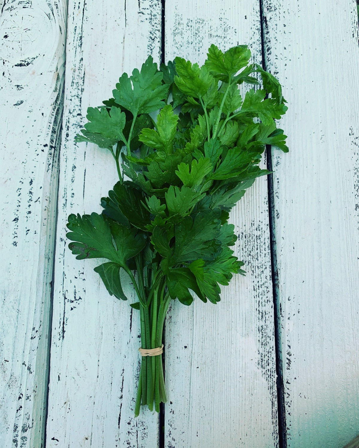 Wholesale Parsley