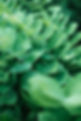 lush-green-leaves-grow-in-layers.jpg