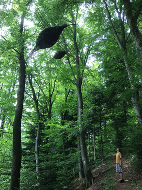 forestbirds