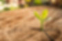 New Life concept with seedling growing s