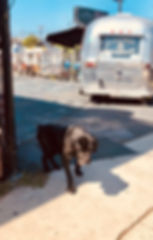 fullsizeoutput_1299.jpeg