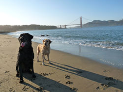 Golden Gate National Recreation Area, Crissy Field with best dogs on the planet
