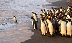 Leader of the Pack is Gentoo