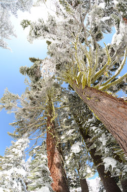 Clear skies in Mt. Lassen