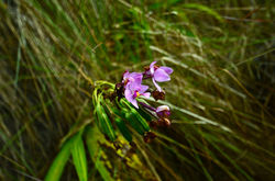 Ground Orchids, Kauaii