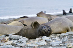 Wee baby weaner elephant seal
