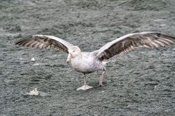 Giant Petrel
