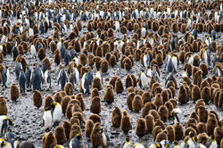 Oakum Boys amongst their adult King Penguin Counterparts