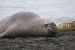 Male Elephant Seal
