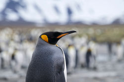 King Penguin with good looking ornaments