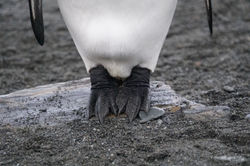 King Penguin Feets!
