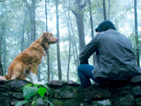 Good Boy (2025) - Deserving of the Praise?
